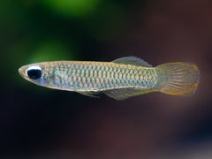 Normans Leuchtaugenfisch