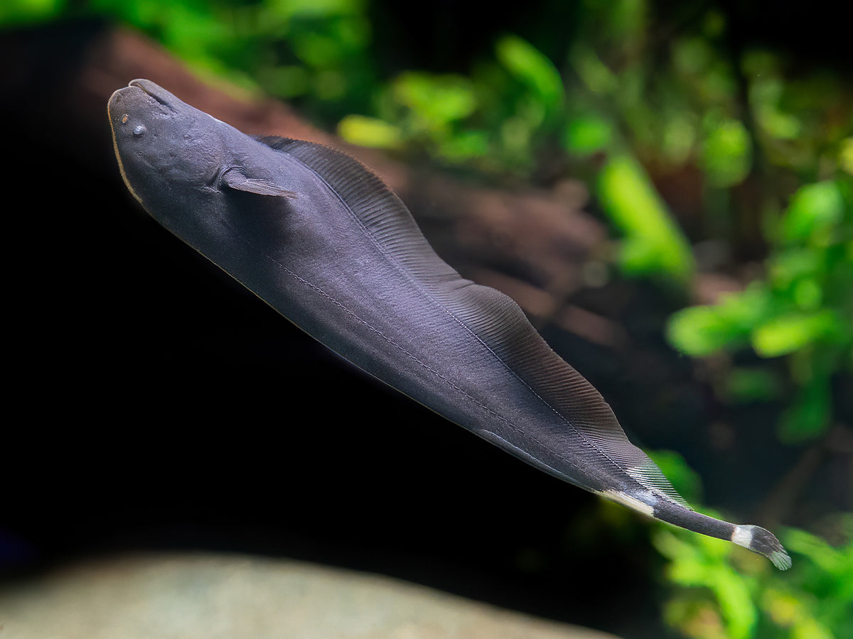 Weißstirnmesserfisch