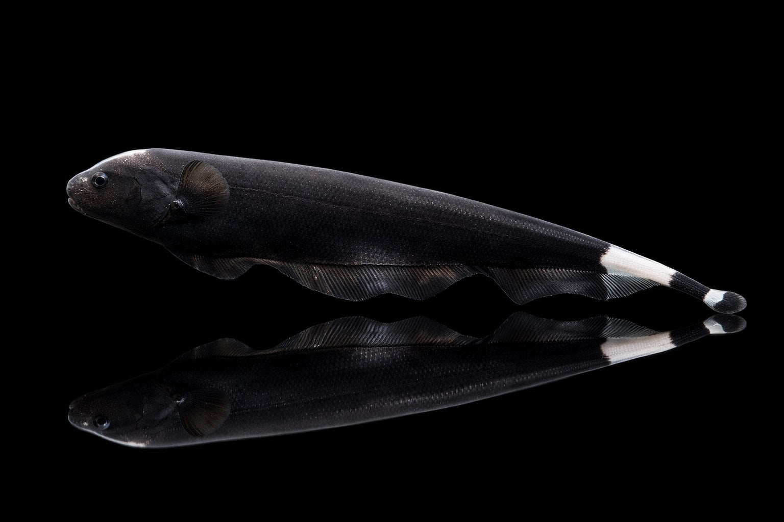 Weißstirnmesserfisch