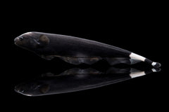 Weißstirnmesserfisch