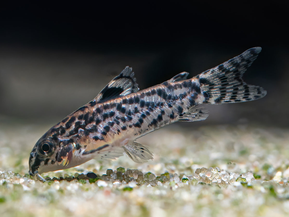 Gastrodermus pauciradiatus