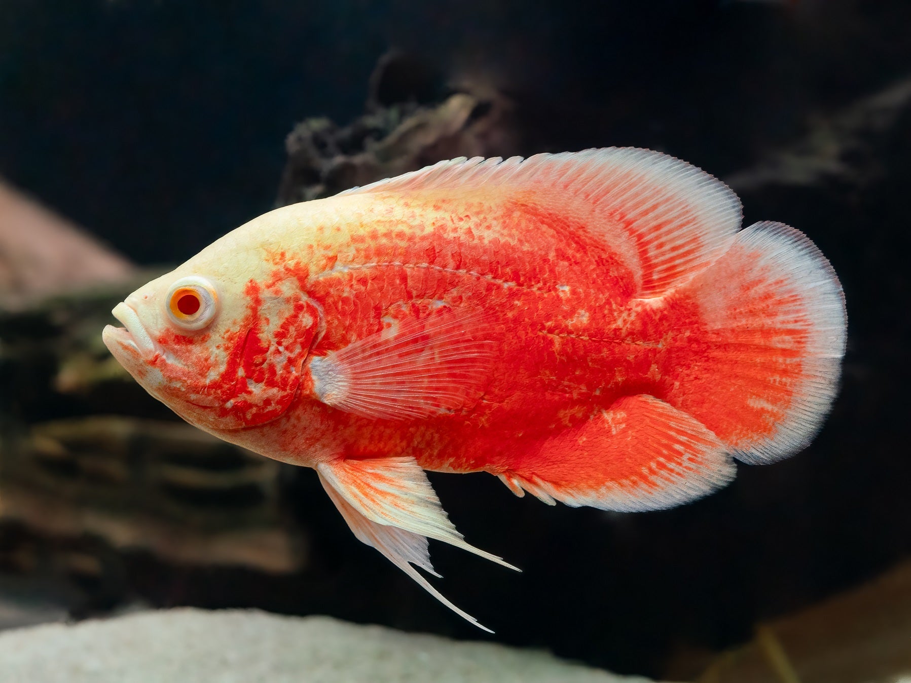 Super Red Albino Oscar