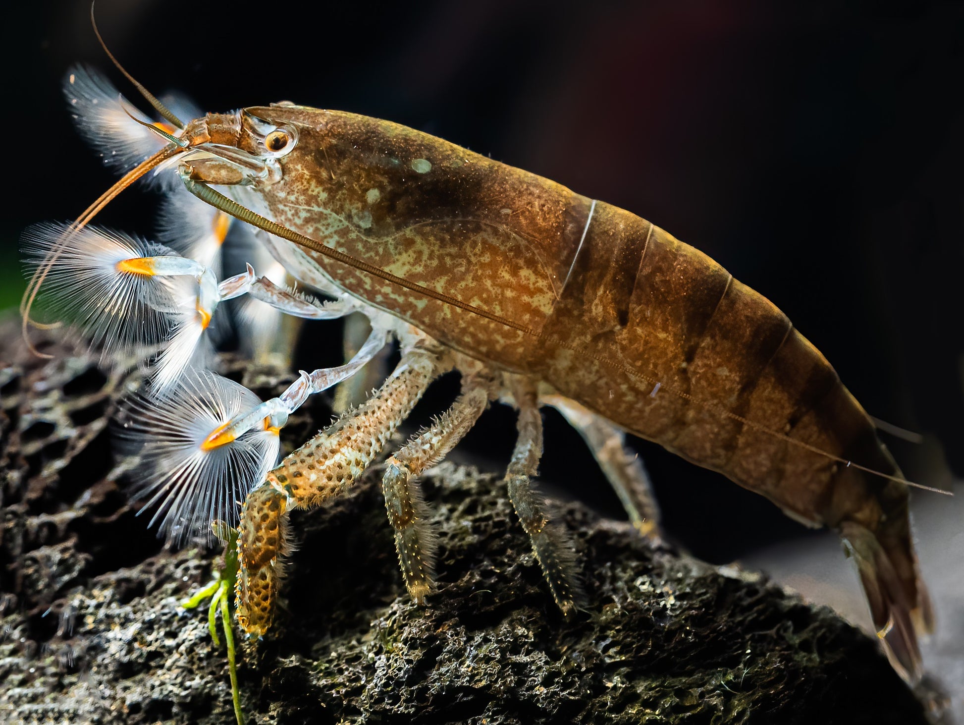 Raue Fächergarnele 'Cameroon'