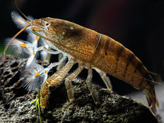 Raue Fächergarnele 'Cameroon'