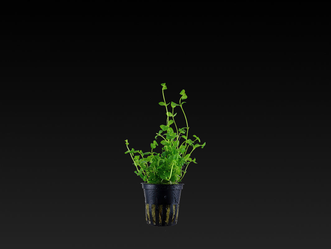 Bacopa australis