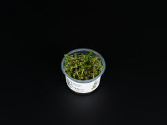 Bacopa caroliniana