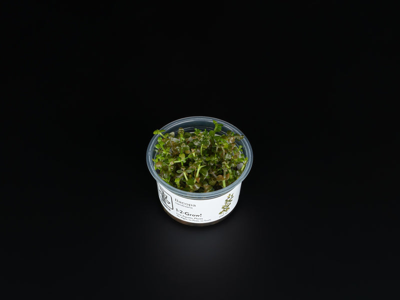 Bacopa caroliniana