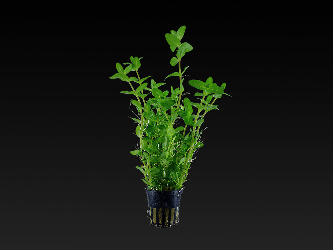 Bacopa caroliniana