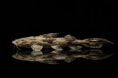 Bagarius yarelli