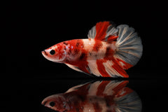 Kampffisch Weibchen Koi-Nemo