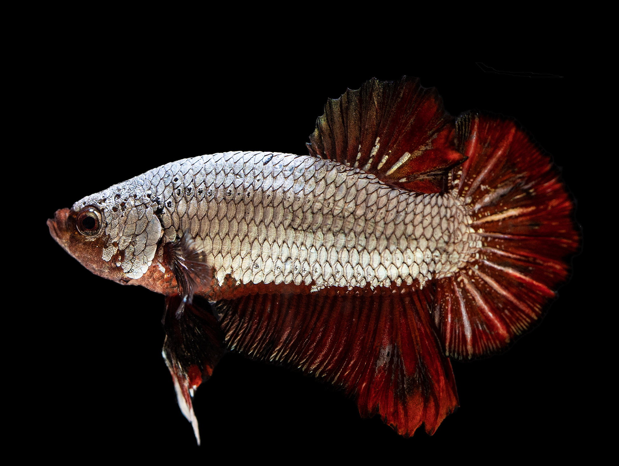 Fridolin