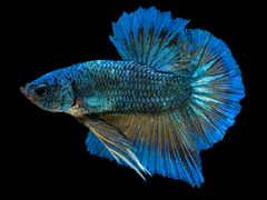 Theodor