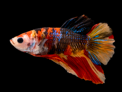 Gustav