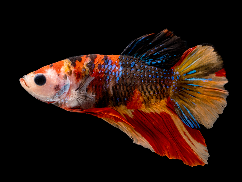 Gustav