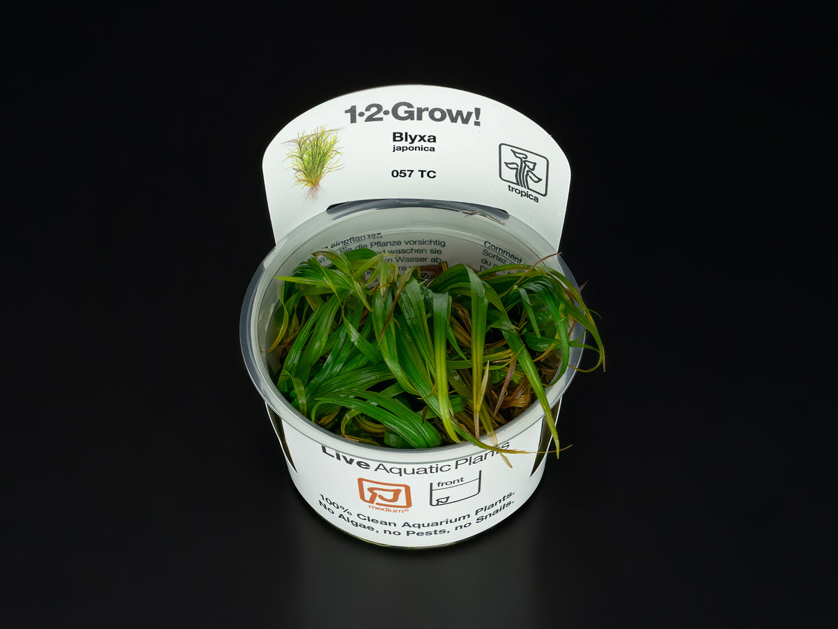 Blyxa japonica