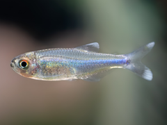 Blauer Perusalmler
