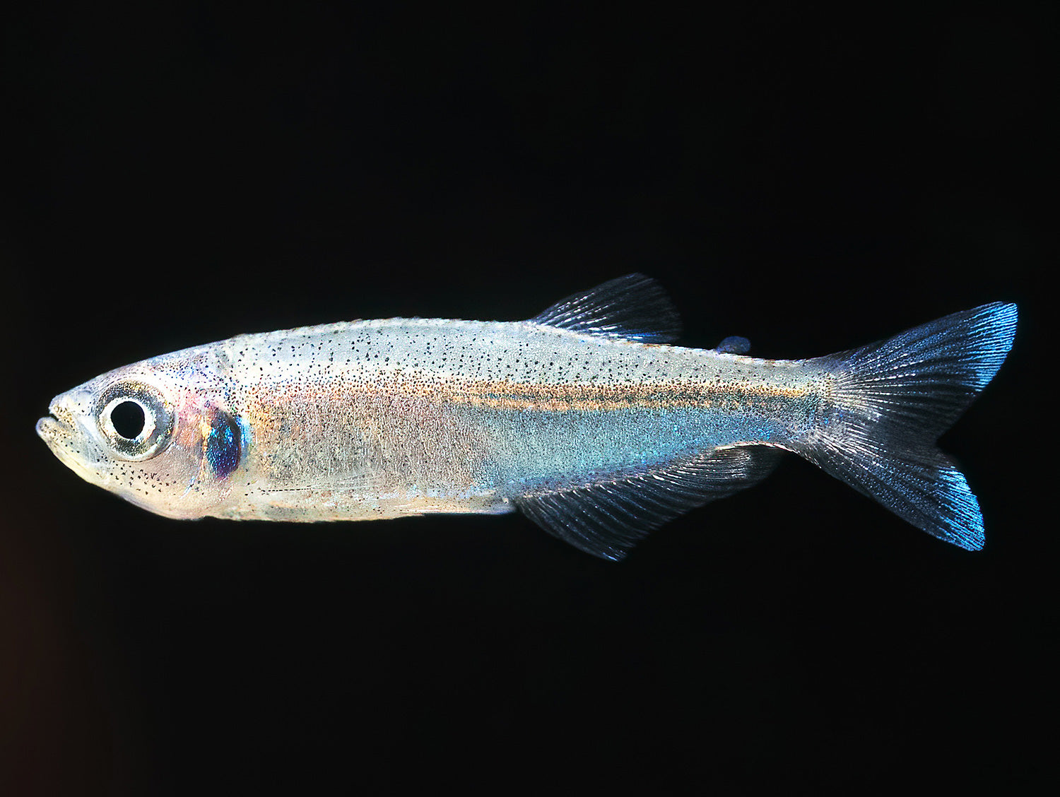Blauer Perusalmler