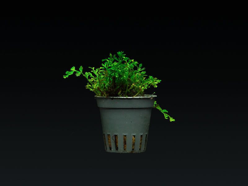 Bolbitis heteroclita 'difformis'