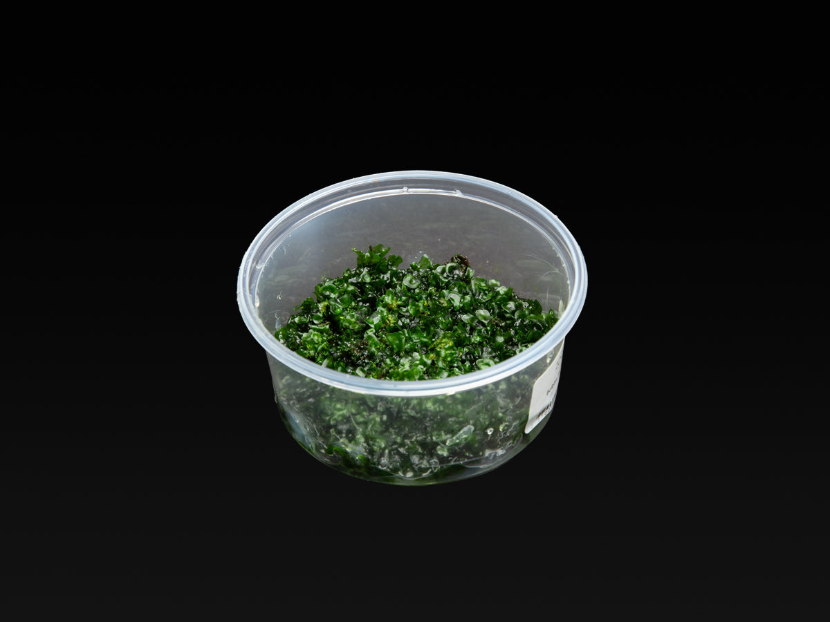 Bolbitis heudelotii Prothallium