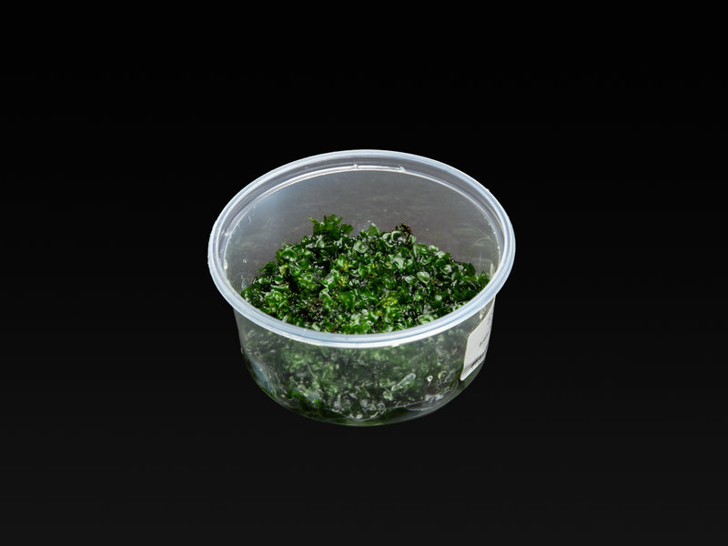 Bolbitis heudelotii Prothallium