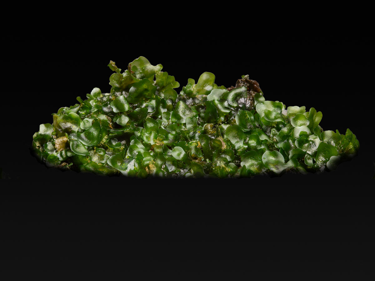 Bolbitis heudelotii Prothallium
