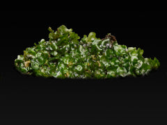 Bolbitis heudelotii Prothallium