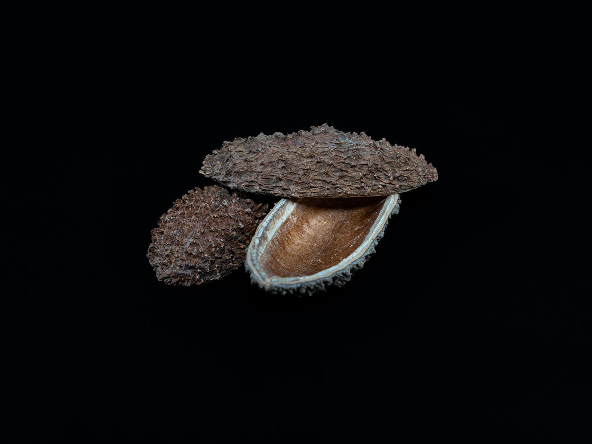 Igel Schote