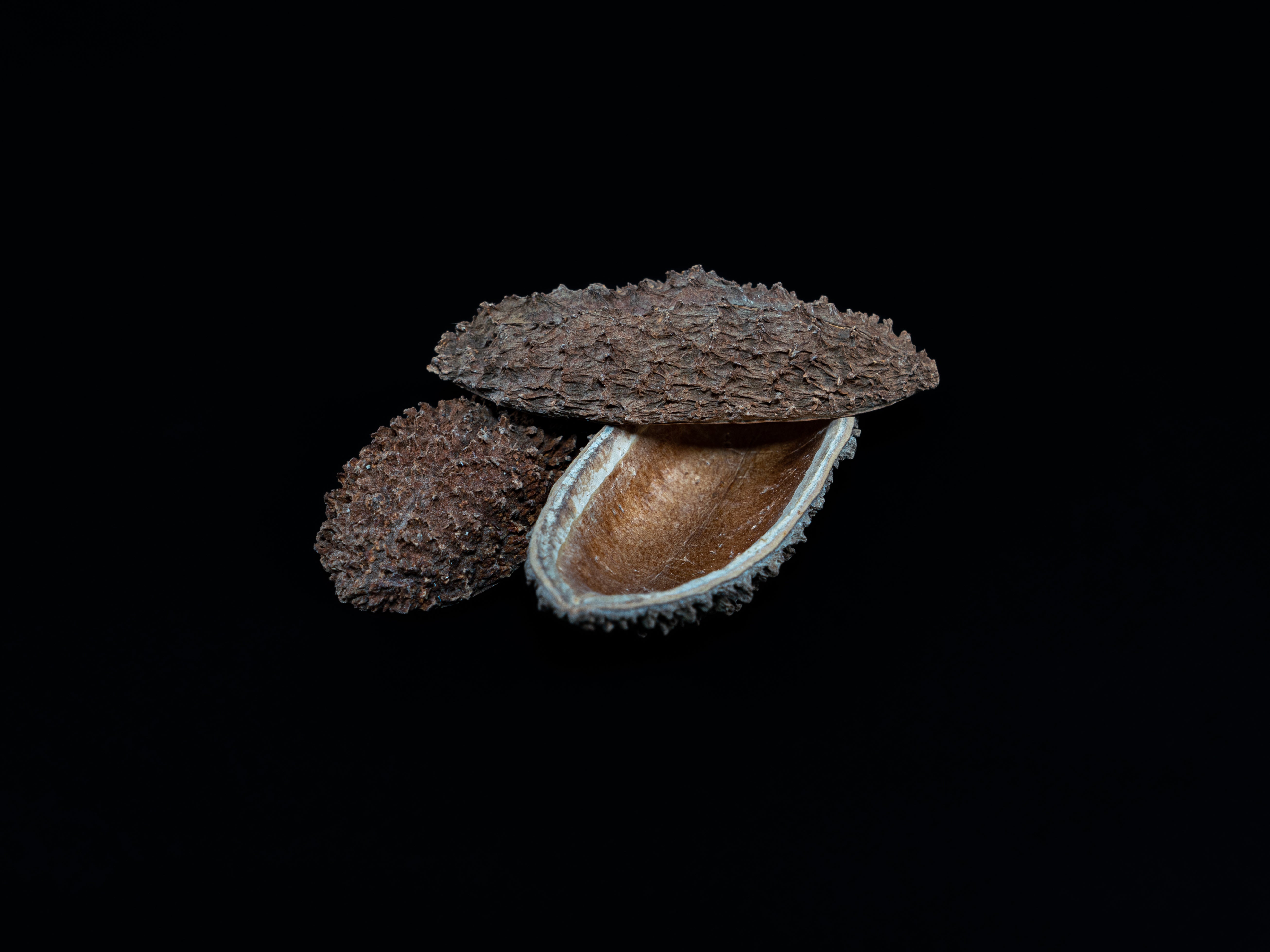 Igel Schote