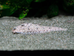 Brachirus cf. selheimi