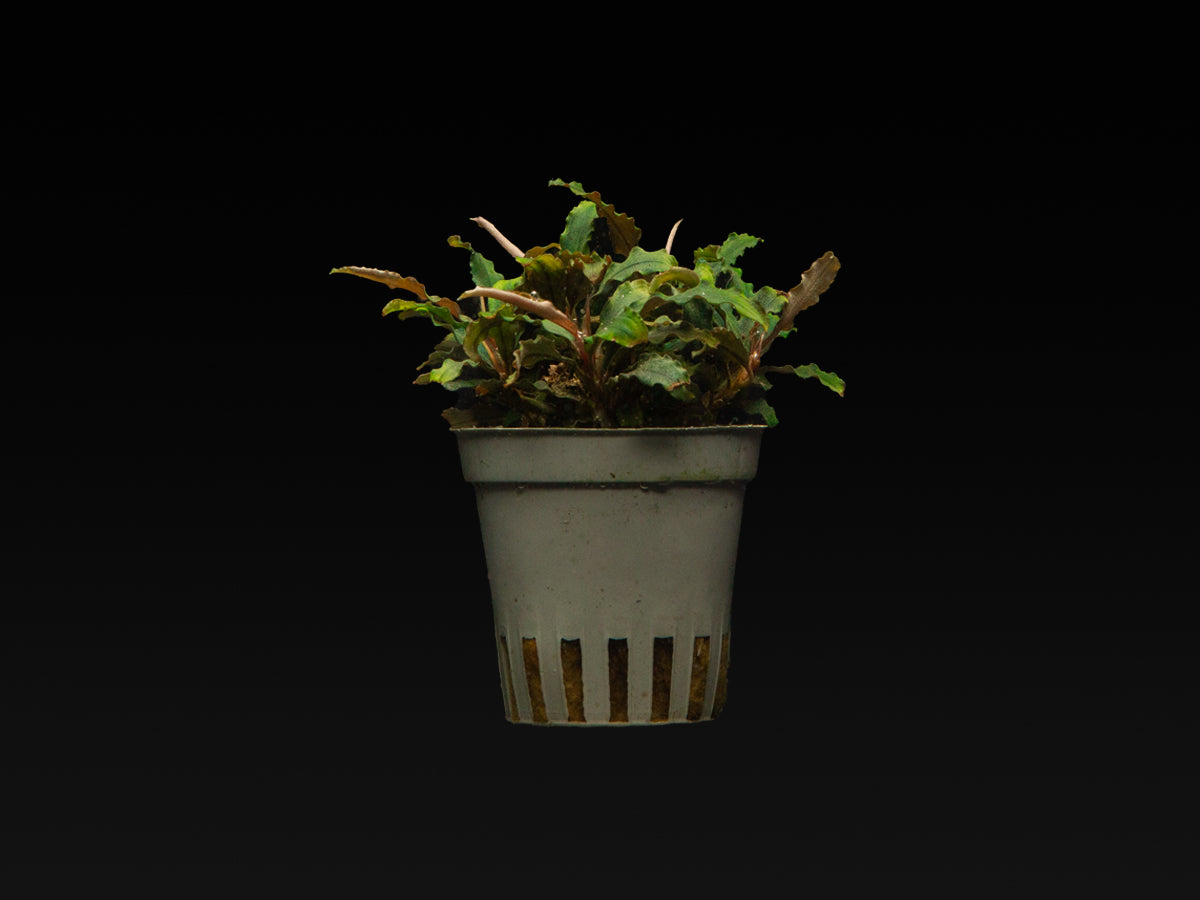 Bucephalandra sp. 'Biblis'