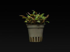 Bucephalandra sp. 'Biblis'