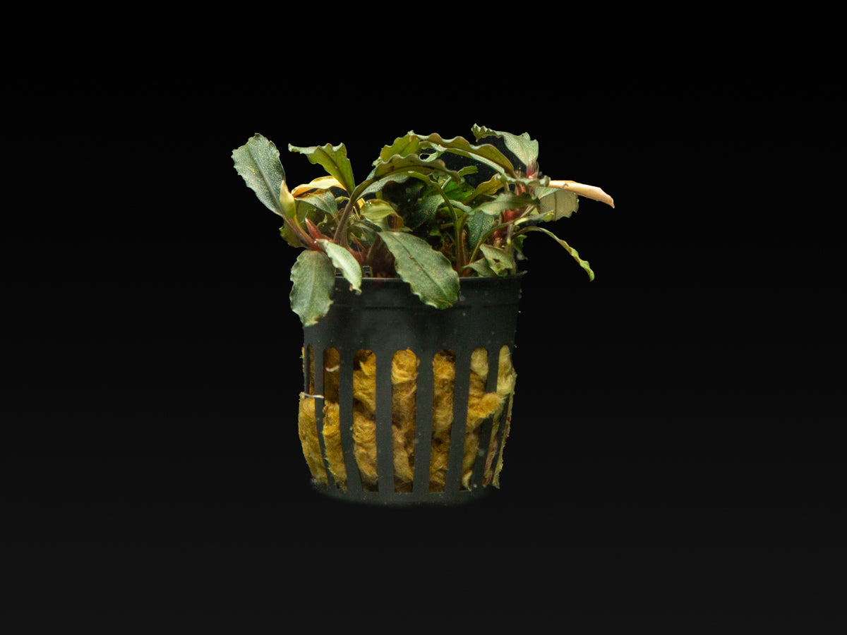 Bucephalandra sp. 'Brownie Ghost'