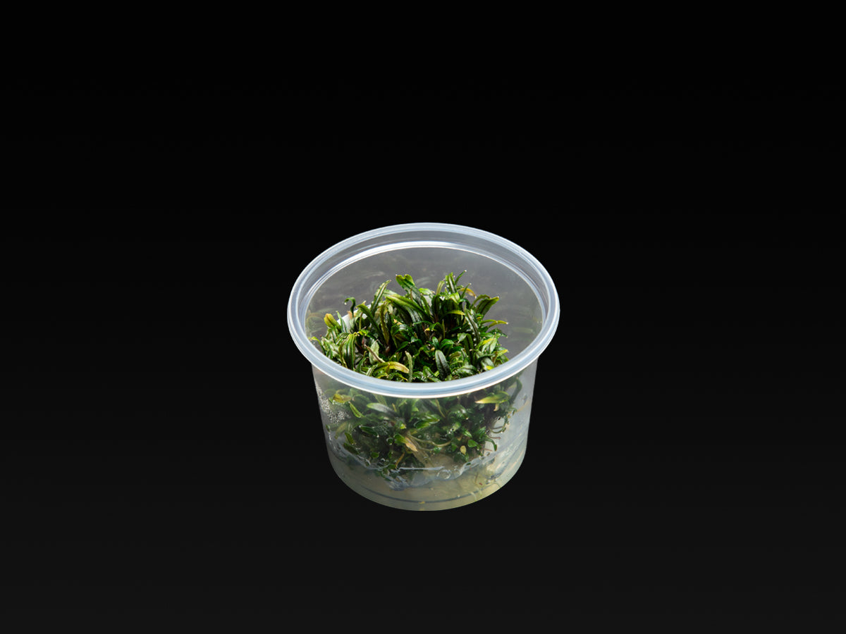 Bucephalandra filiformis