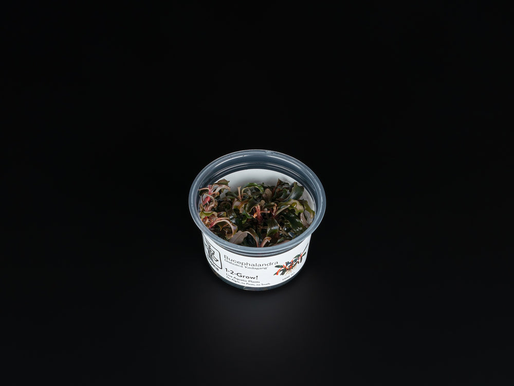 Bucephalandra sp. 'Kedagang'