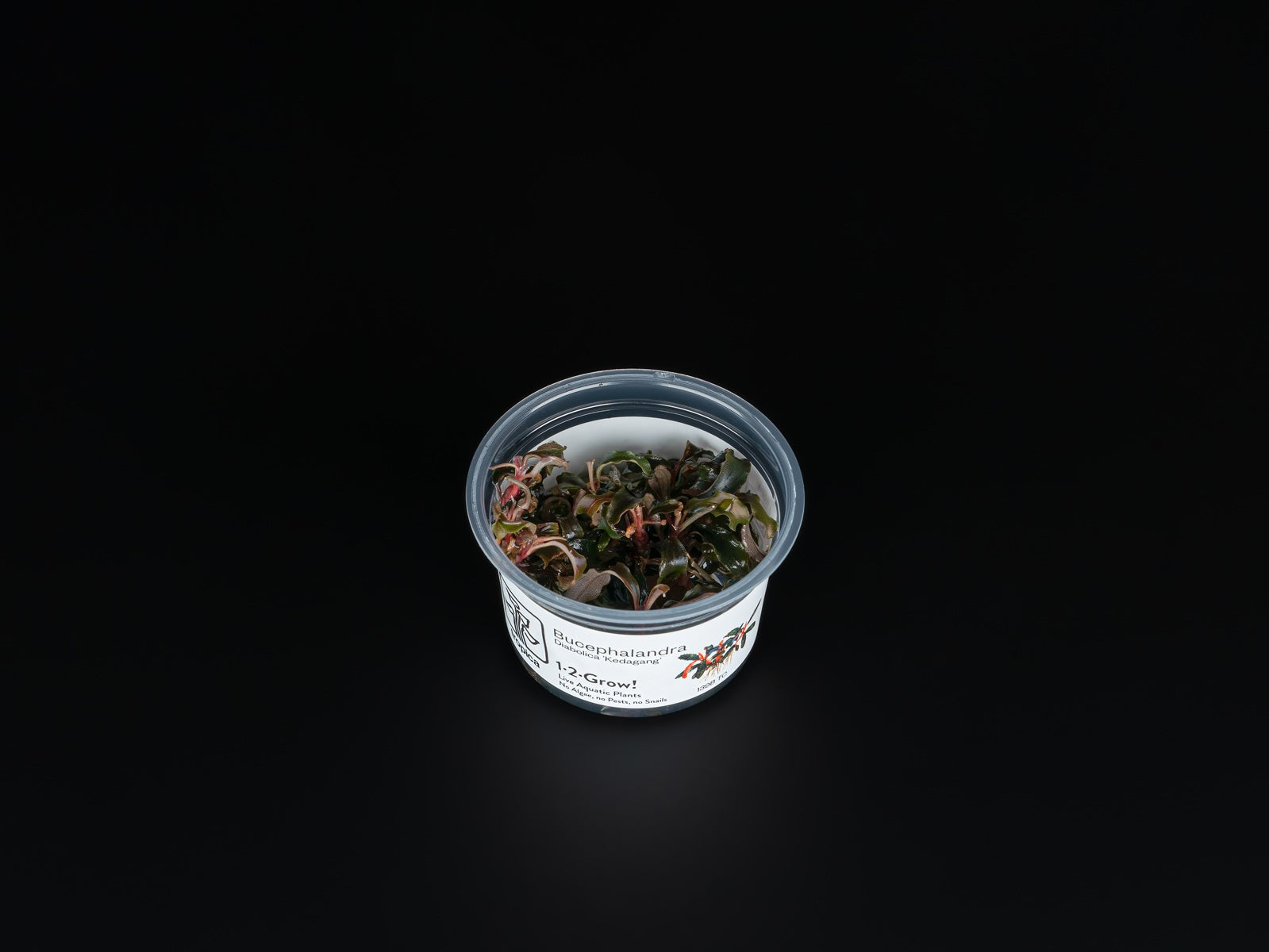 Bucephalandra sp. 'Kedagang'