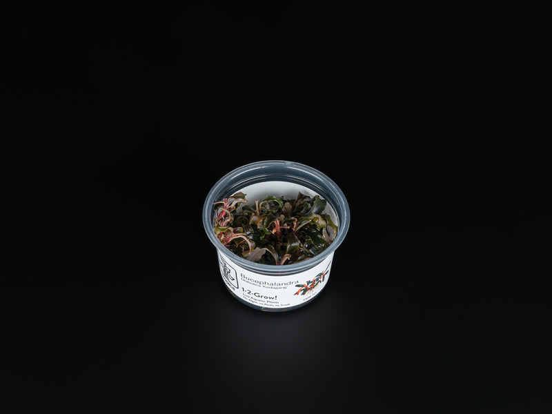 Bucephalandra sp. 'Kedagang'
