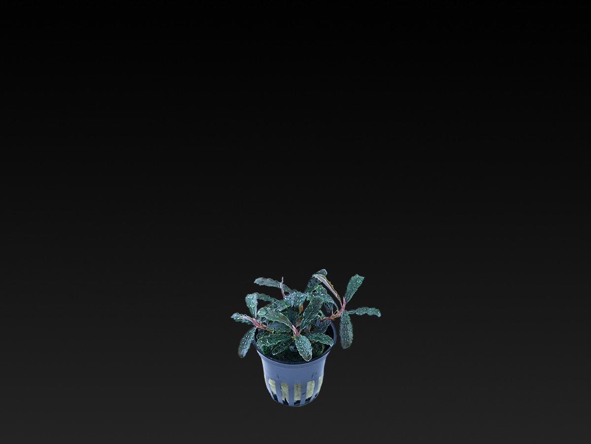Bucephalandra sp. 'Kedagang'
