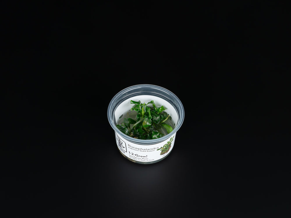 Bucephalandra pygmaea 'Bukit Kelam'