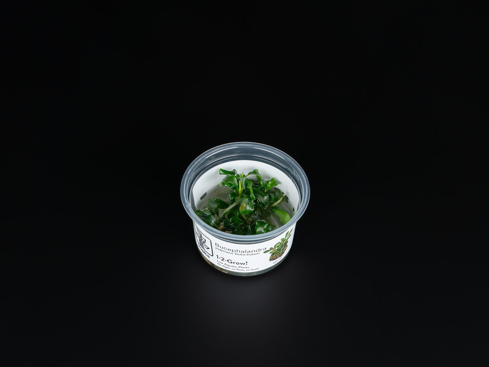 Bucephalandra pygmaea 'Bukit Kelam'