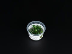 Bucephalandra pygmaea 'Bukit Kelam'