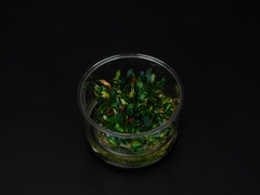 Bucephalandra sp. 'Biblis'