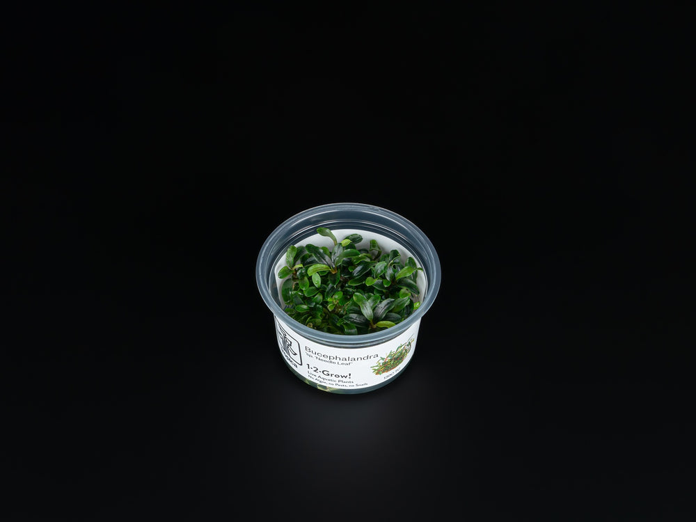 Bucephalandra sp. 'Needle Leaf'