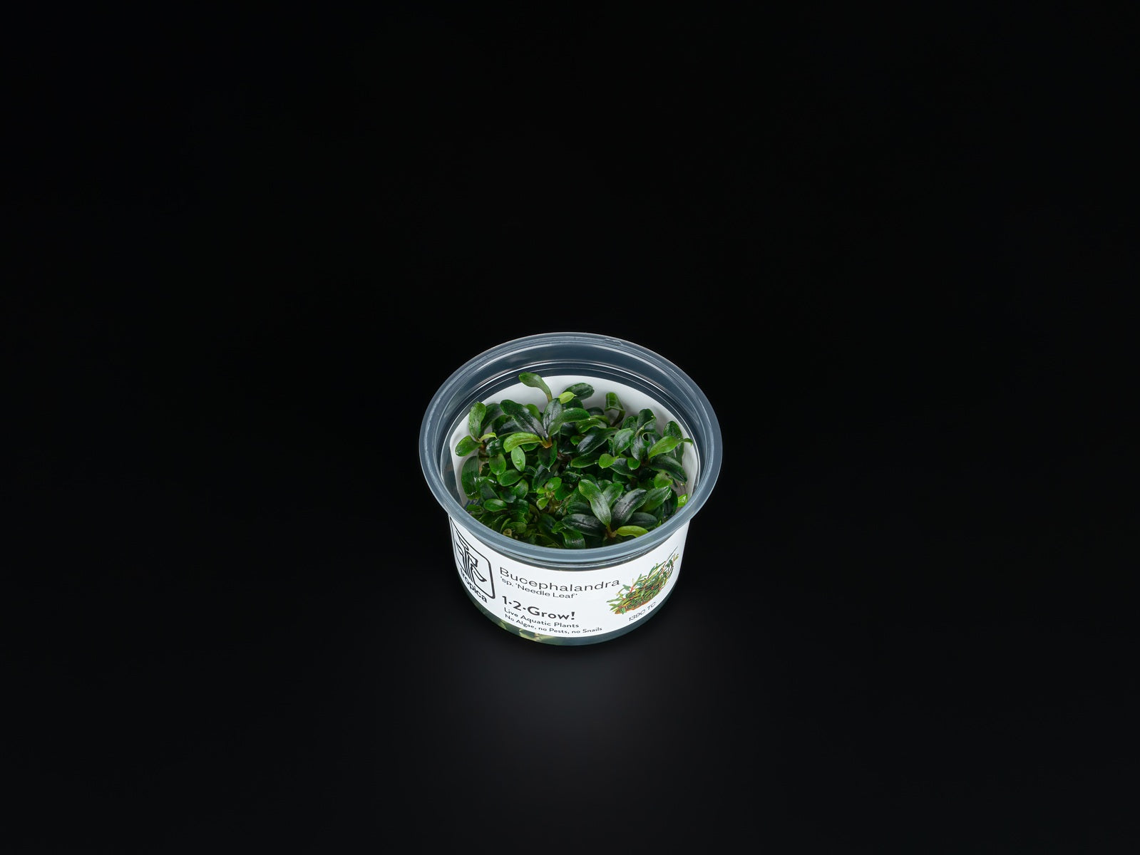 Bucephalandra sp. 'Needle Leaf'