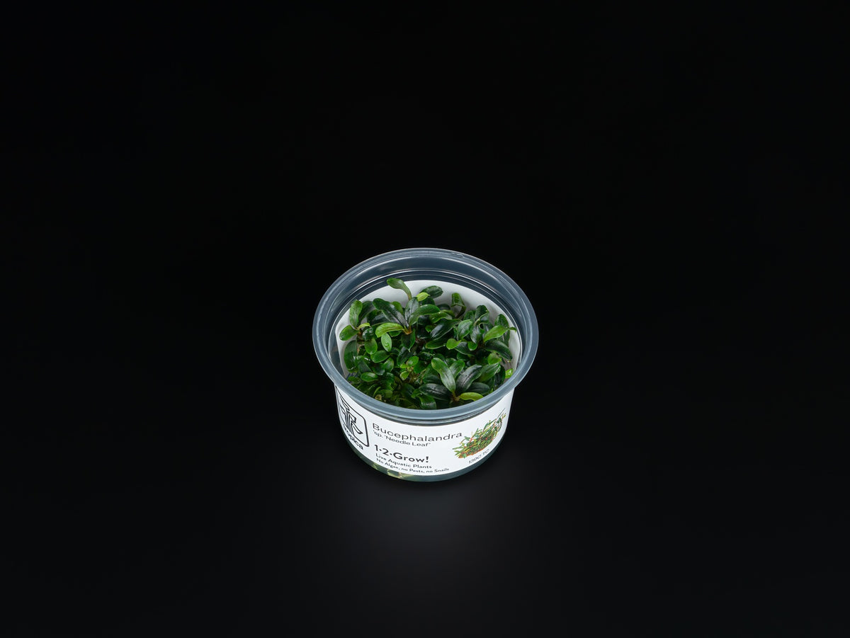 Bucephalandra sp. 'Needle Leaf'