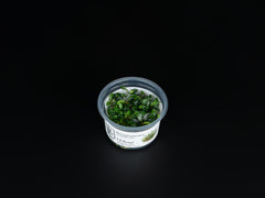 Bucephalandra sp. 'Needle Leaf'