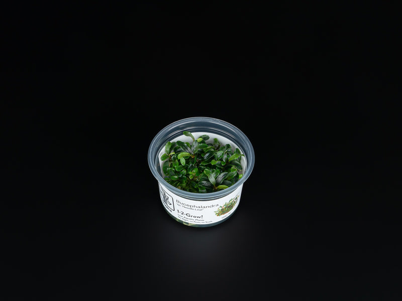 Bucephalandra sp. 'Needle Leaf'