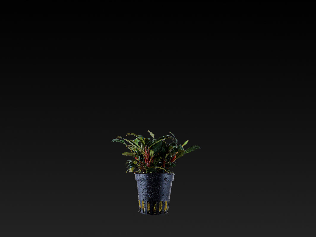 Bucephalandra sp. 'Red'