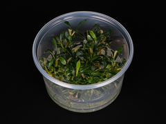 Bucephalandra sp. 'Aqua Artica'