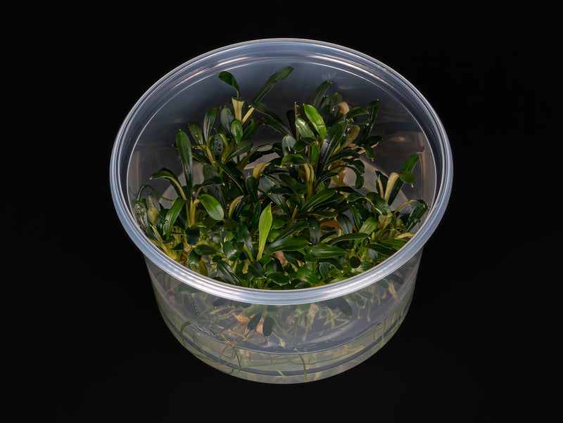 Bucephalandra sp. 'Aqua Artica'