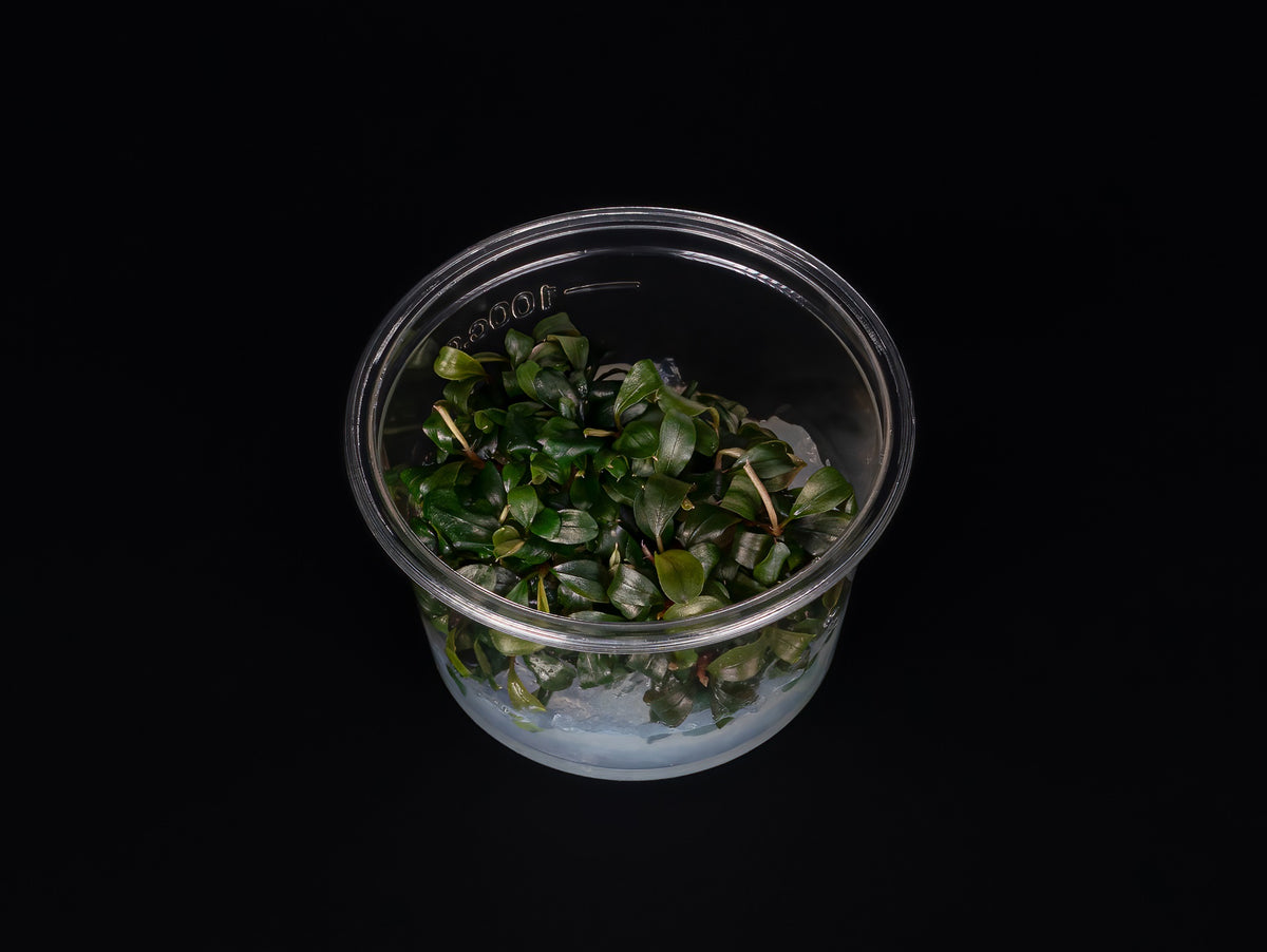 Bucephalandra 'Batang Kawa'